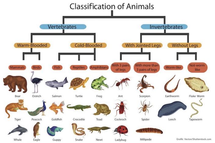 Klassifikation am Beispiel Tiere